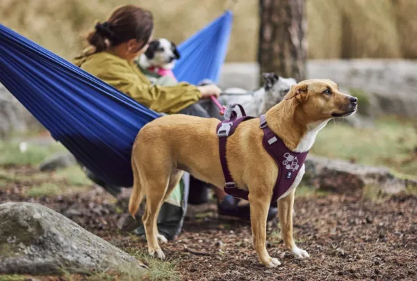 Hurtta Valjaat^Weekend Warrior II ECO Sele valjaat, 40-60cm, Eggplant