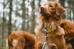 Hurtta Weekend Warrior -panta, musta 55-65 cm| Kaulapannat