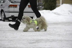 Kivalo Liivit^Kaamos Dog Reflective Vest heijastinliivi koirille, M-L, keltainen