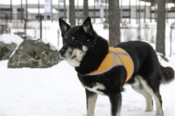 Kivalo Kaamos Dog Reflective Vest heijastinliivi koirille, M-L, oranssi| Liivit