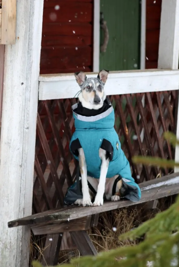 Kivalo Luosto Dog Winter Jacket koiran talvitakki, 55 cm, petrooli| Talvitakit