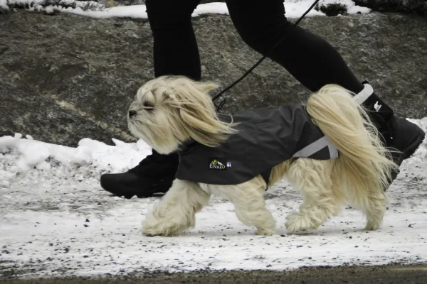 Kivalo Niva Dog Raincoat koiran sadetakki, 55 cm, harmaa| Sadetakit