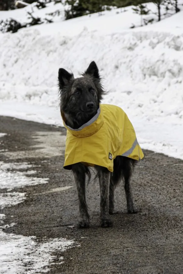 Kivalo Sadetakit^Niva Dog Raincoat koiran sadetakki, 55 cm, keltainen