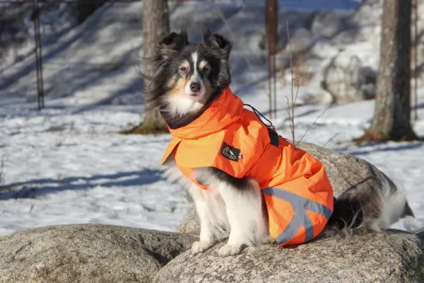 Kivalo Ohto Dog Wind Jacket koiran tuulitakki, 35 cm, oranssi| Sadetakit