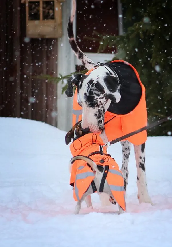 Kivalo Ohto Dog Wind Jacket koiran tuulitakki, 55 cm, oranssi| Sadetakit
