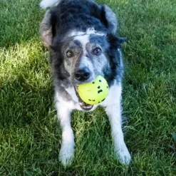 Kong Reflex Ball koiranlelu, Large| Aktivointilelut