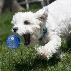 Kong Aktivointilelut^Squeezz Geodz Ball koiranlelu, L, 2 kpl