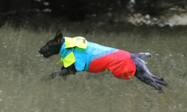 Mikael Tham Tuskproof Wolf v.5 suojaliivi, XL, sininen| Koiran Metsästys- Ja Suojaliivit