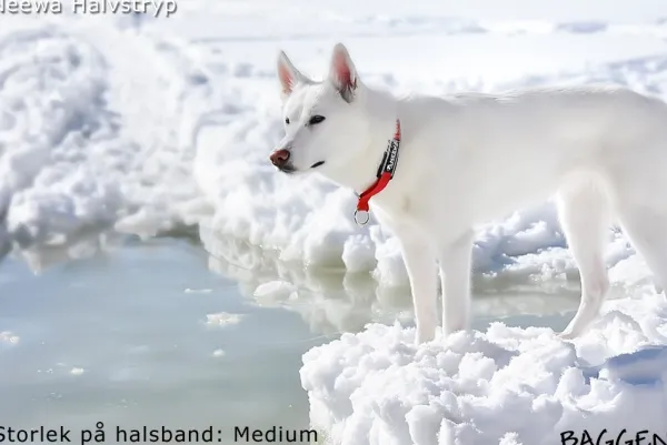 Neewa Kaulapannat^puolikuristuspanta, musta