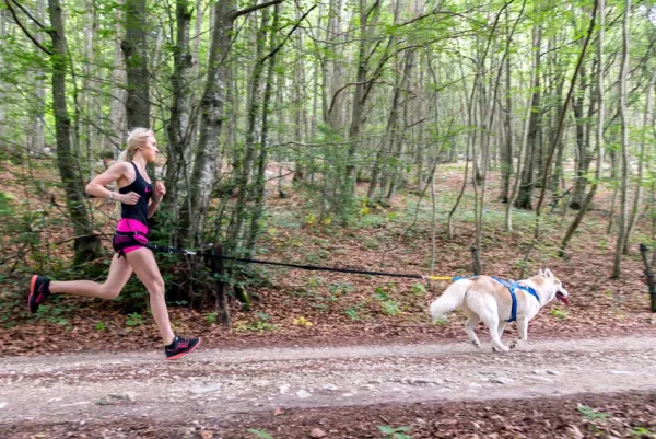 Neewa säädettävät vetovaljaat, sininen| Valjaat