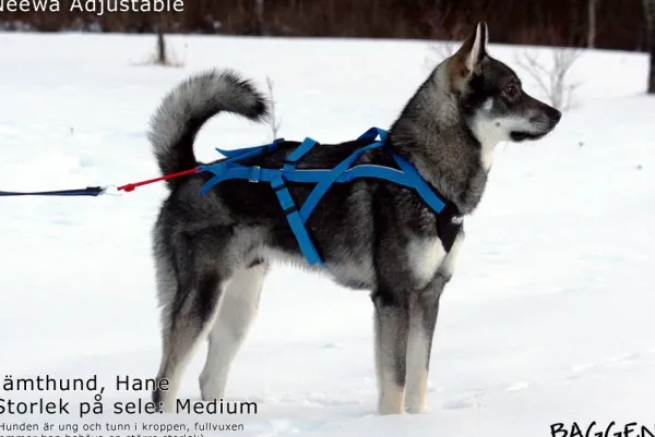 Neewa säädettävät vetovaljaat, sininen| Valjaat