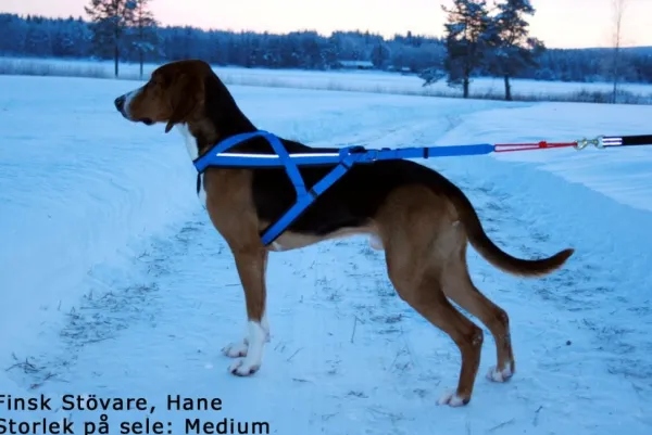 Neewa säädettävät vetovaljaat, sininen| Valjaat