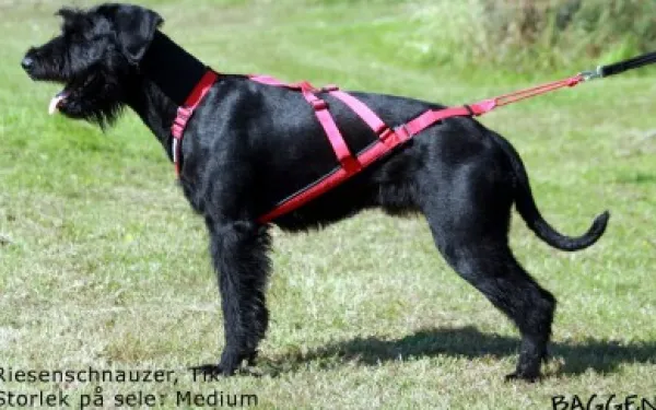 Neewa Valjaat^Sled Dog X-Back vetovaljaat, sininen