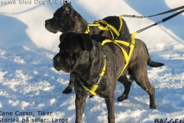 Neewa Valjaat^Sled Dog X-Back vetovaljaat, sininen