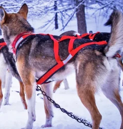 Neewa Valjaat^X-Back Racing vetovaljaat, punainen