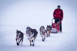 Neewa Valjaat^X-Back Racing vetovaljaat, punainen