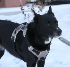 OllyDog Alpine -heijastavat valjaat, ruskea| Valjaat