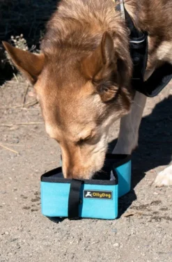 OllyDog Koirankupit^Crumple Travel Bowl Atlantic