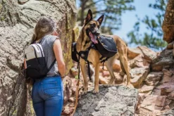 OllyDog Taluttimet^Flagstaff Adjustable Spring Leash Surf