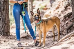 OllyDog Kaulapannat^Martingale Mesa Collar Air Blue