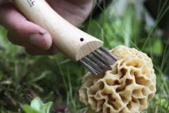 Opinel Mushroom Knife No8 Beechwood 8 cm| Sieniveitset