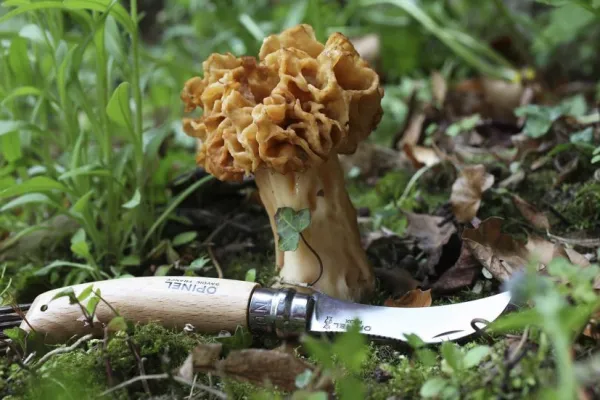 Opinel Mushroom Knife No8 Beechwood 8 cm| Sieniveitset