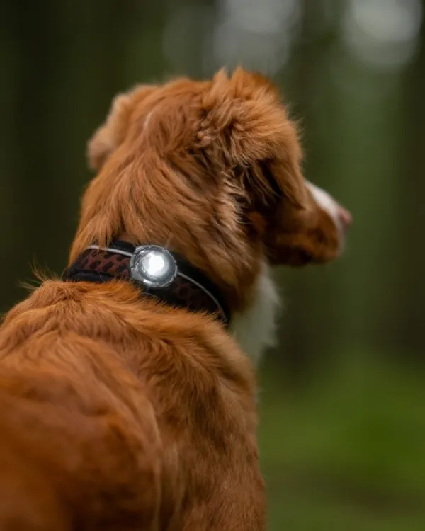 Orbiloc Vilkkuvalot Ja Huomiotuotteet^Dark Dual koiran huomiovalo