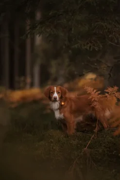 Orbiloc Dual -turvavalo, Amber| Vilkkuvalot Ja Huomiotuotteet