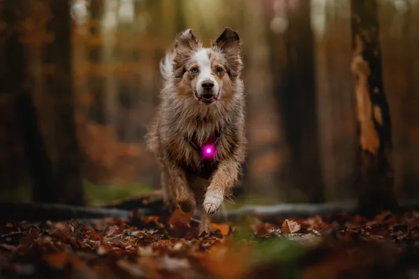 Orbiloc Vilkkuvalot Ja Huomiotuotteet^Dual -turvavalo, pinkki