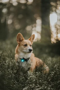 Orbiloc Safety Light Turkoosi| Vilkkuvalot Ja Huomiotuotteet