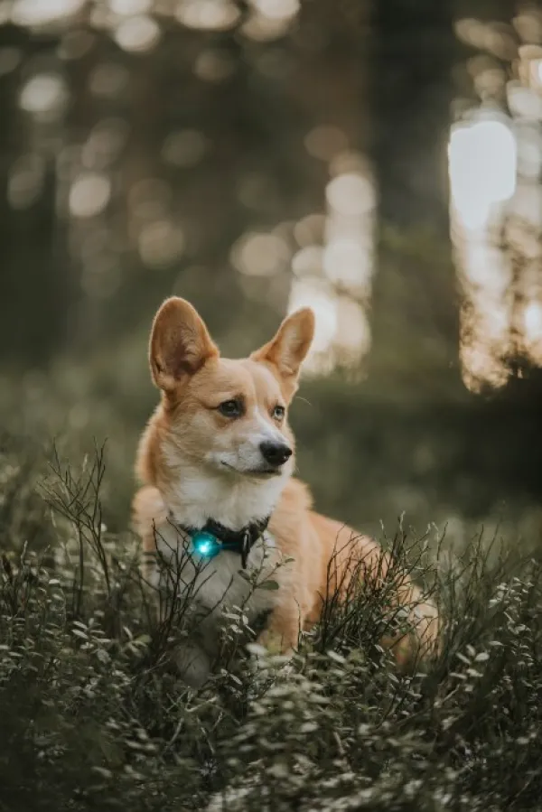 Orbiloc Safety Light Turkoosi| Vilkkuvalot Ja Huomiotuotteet