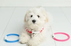 Ozami Halsband Flash Led vaaleanpunainen 35 cm| Vilkkuvalot Ja Huomiotuotteet