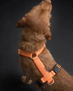 PAIKKA Easy Harness valjaat, S-L, Orange| Valjaat