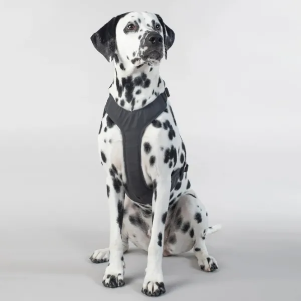 PAIKKA Valjaat^Visibility Harness koiran valjaat, S, Dark
