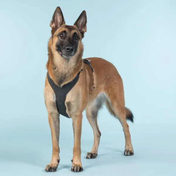 PAIKKA Visibility Harness koiran valjaat, M-L, Dark| Valjaat