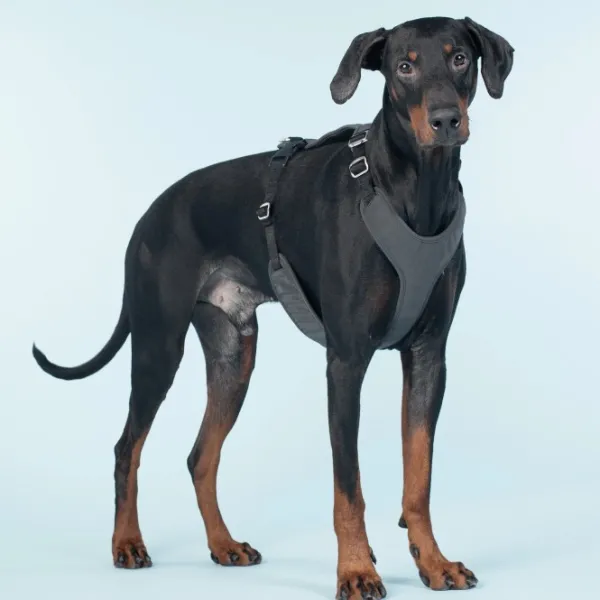 PAIKKA Visibility Harness koiran valjaat, XL, Dark| Valjaat