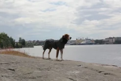 PAIKKA Visibility Raincoat koiran sadetakki, 35-50 cm, harmaa| Sadetakit