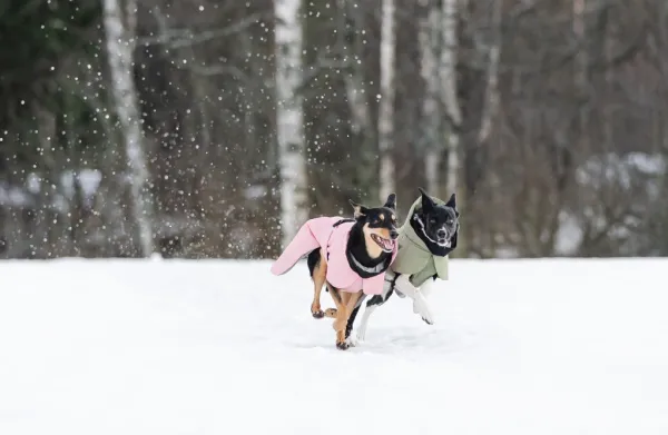 PAIKKA Visibility Winter Jacket talvitakki infrapunakangasvuorilla, 55-60 cm, tummanharmaa| Talvitakit