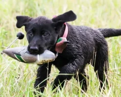 Paw of Sweden Dummy Tavi| Dummyt/Siirry Dummyt