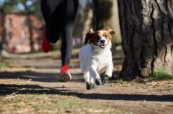 Pawz Dog Boots Black XL| Koiran Tossut