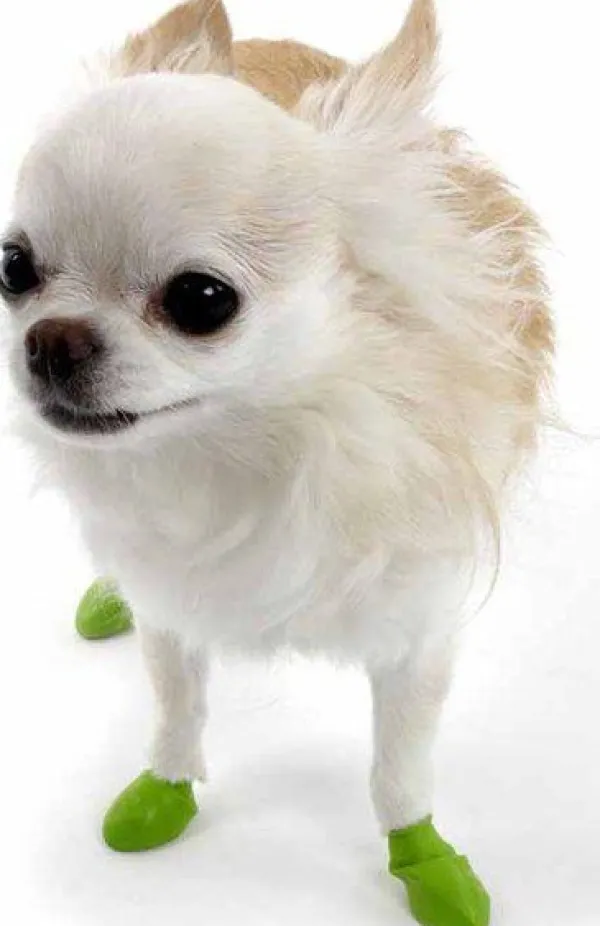 Pawz Koiran Tossut^Dog Boots Color Apple Green Tiny