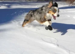 Pawz Dog Boots Color Orange XS| Koiran Tossut