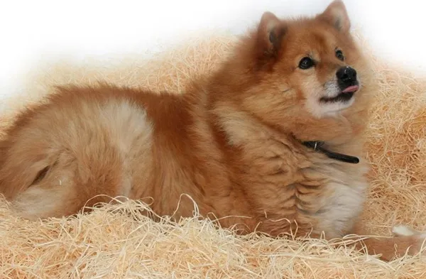 PehMusti koirankoppikuivike, 8 kg| Kuljetushäkit Ja Matkustustarvikkeet