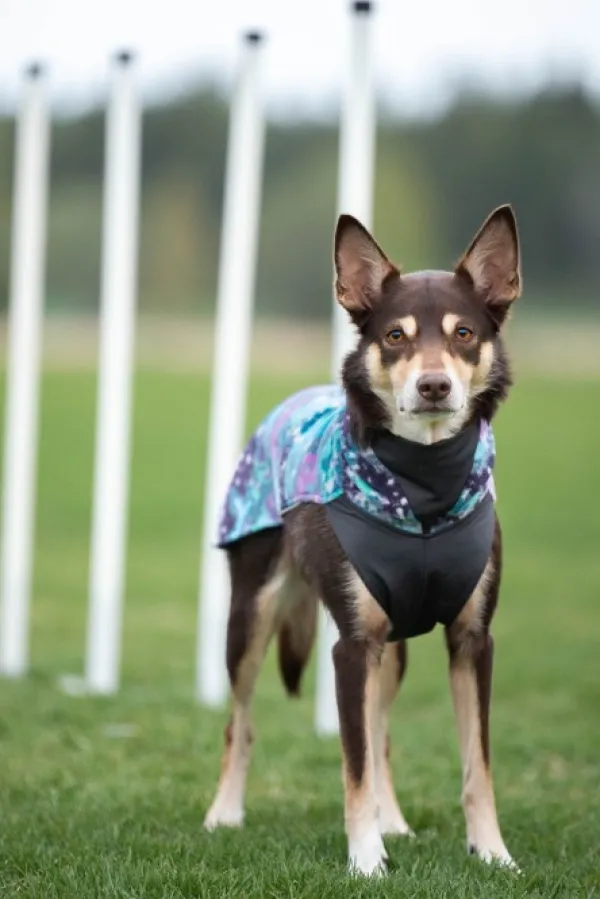 Pomppa Jumppa koiran fleecetakki, 60 - 65 cm, Aurora| Fleecetakit