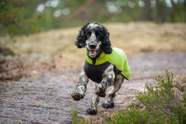 Pomppa Jumppa koiran fleecetakki, 52 - 56 cm, Lime| Fleecetakit