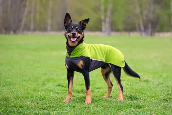 Pomppa Fleecetakit^Jumppa koiran fleecetakki, 31 - 34 cm, Lime