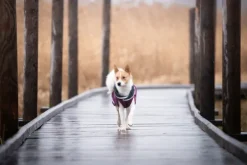 Pomppa Kevyt koiran välikausitakki, 44 - 48 cm, punavioletti| Sadetakit