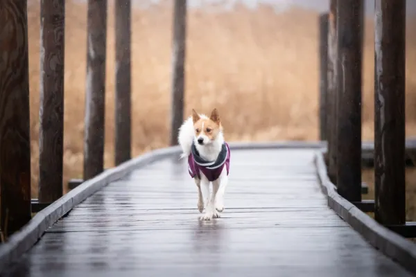 Pomppa Sadetakit^Kevyt koiran välikausitakki, 60 - 65 cm, punavioletti