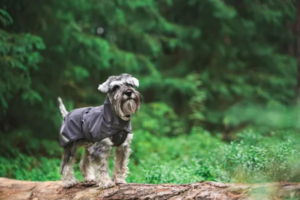 Pomppa Kuori koiran sadetakki, 60-65 cm, Graphite| Sadetakit