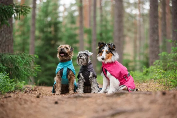 Pomppa Sadetakit^Kuori koiran sadetakki, 60-65 cm, Arctic